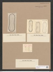 Surirella lorenziana Grun. (de-Toni-Nr.: Genus 53, Species 2298) Zeichnungen Sammlung Grunow Nr. 4749 (NHMW-BOT-W0372861)